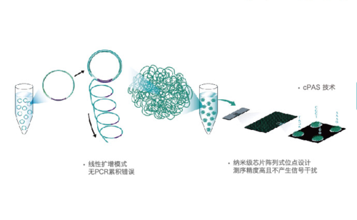 智造与您分享dna纳米球测序技术邀您关注2019年全球华人生物学家大会